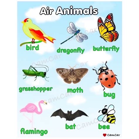 animals live in air|Wildlife That Lives In The Air .